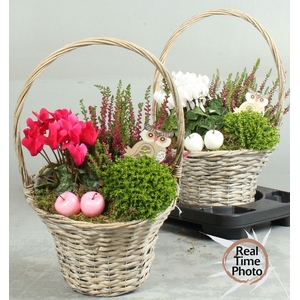 ARR TUINPLANTEN