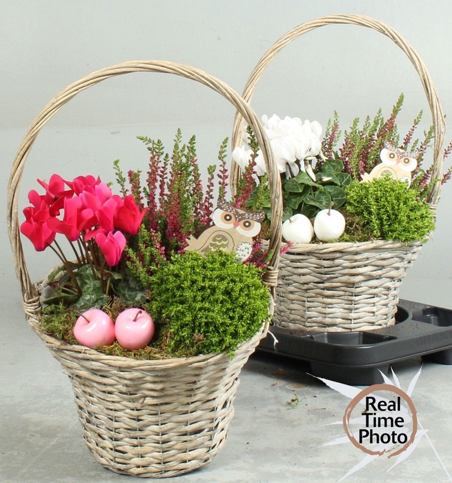 <h4>ARR TUINPLANTEN</h4>