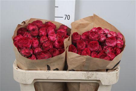 <h4>R Tr Royal Trendsetter</h4>