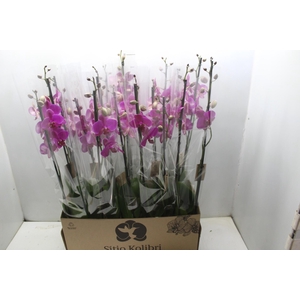 PHAL. 2 HASTES P12 PINK 2 HA MULTIFLORA