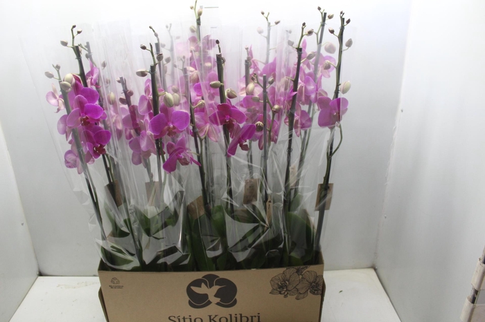 <h4>PHAL. 2 HASTES P12 PINK 2 HA MULTIFLORA</h4>