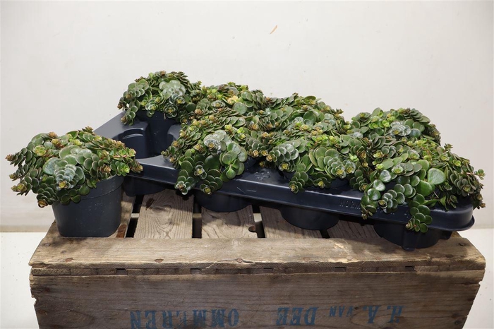 <h4>Sedum Ma Tornado</h4>