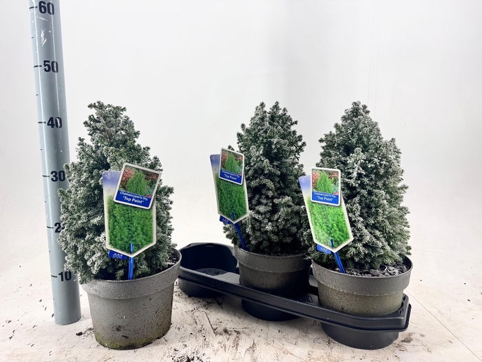 <h4>CHAM TH TOP POINT</h4>