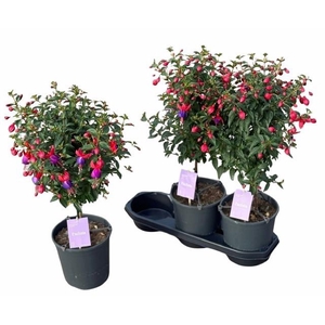FUCHSIA B F VERA