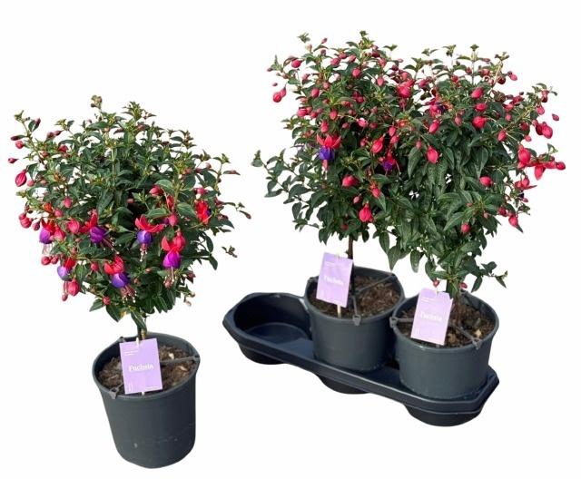 <h4>FUCHSIA B F VERA</h4>