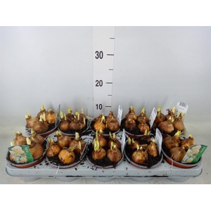 Narcissus DU 'Bridal Crown'