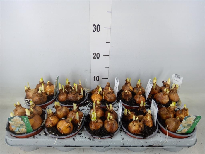 <h4>Narcissus DU 'Bridal Crown'</h4>