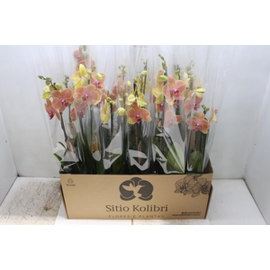 PHALAENOPSIS P12 LARANJA 2 HT