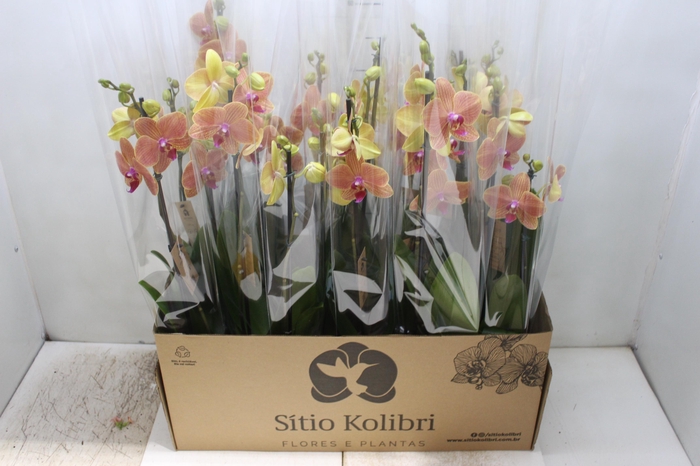 <h4>PHALAENOPSIS P12 LARANJA 2 HT</h4>