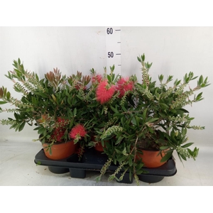Callistemon citrinus