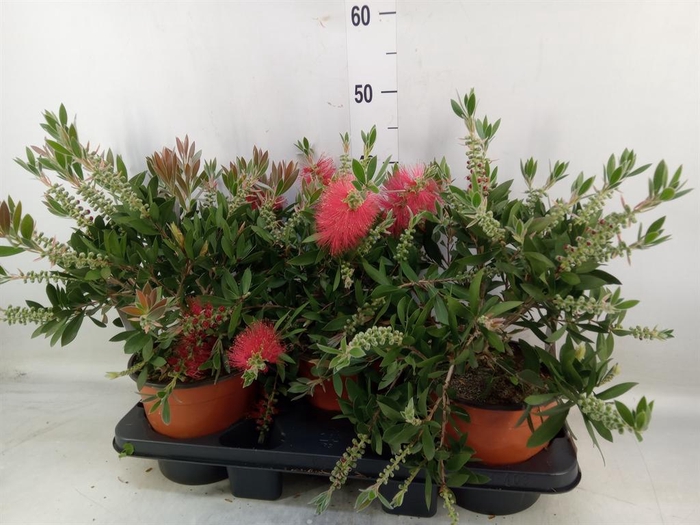 <h4>Callistemon citrinus</h4>