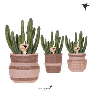 Kolibri Greens Stapelia Leendertziae in Ethnic pot sand mix