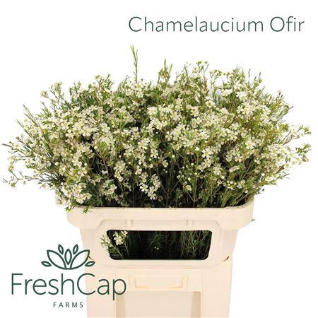 <h4>Chame Un Ofir</h4>
