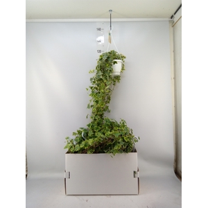 Hedera helix 'Goldchild'