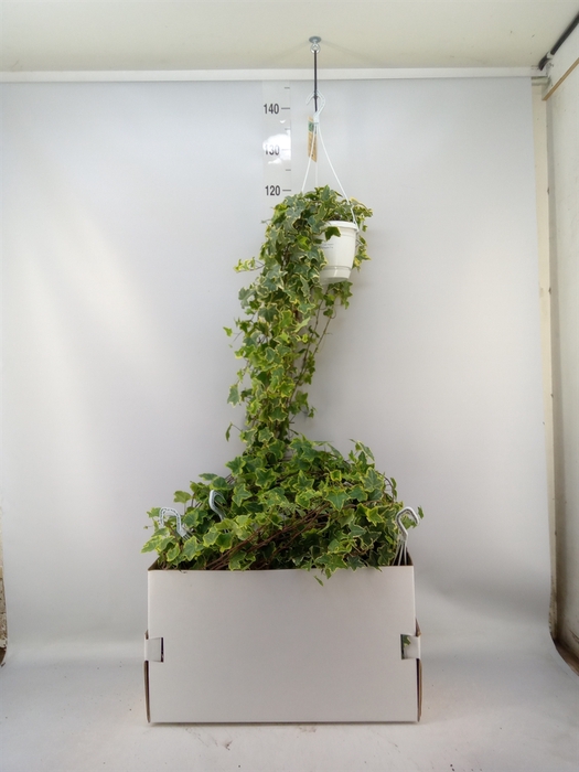 <h4>Hedera helix 'Goldchild'</h4>