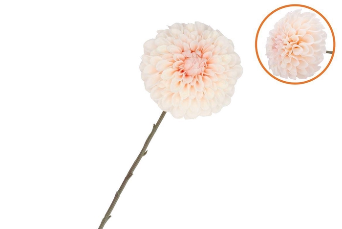 Silk Dahlia Bold Champagne 68cm Nm