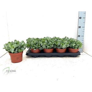 Crassula arborescens cristaat 12Ø 15cm