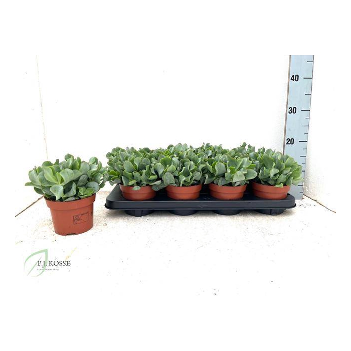<h4>Crassula arborescens cristaat 12Ø 15cm</h4>