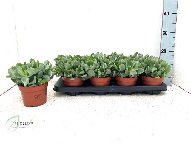 Crassula arborescens cristaat 12Ø 15cm