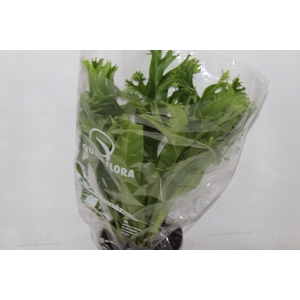 ASPLENIUM CRISSIE P17