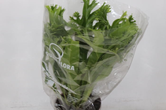 <h4>ASPLENIUM CRISSIE P17</h4>