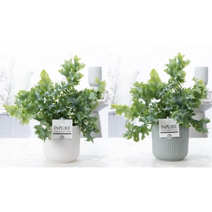 Phlebodium Davana in P&PURE Sophie ceramics ass. 2