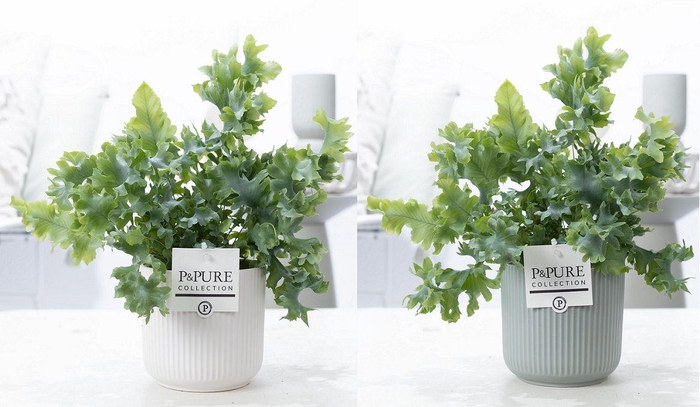 <h4>Phlebodium Davana in P&PURE Sophie ceramics ass. 2</h4>