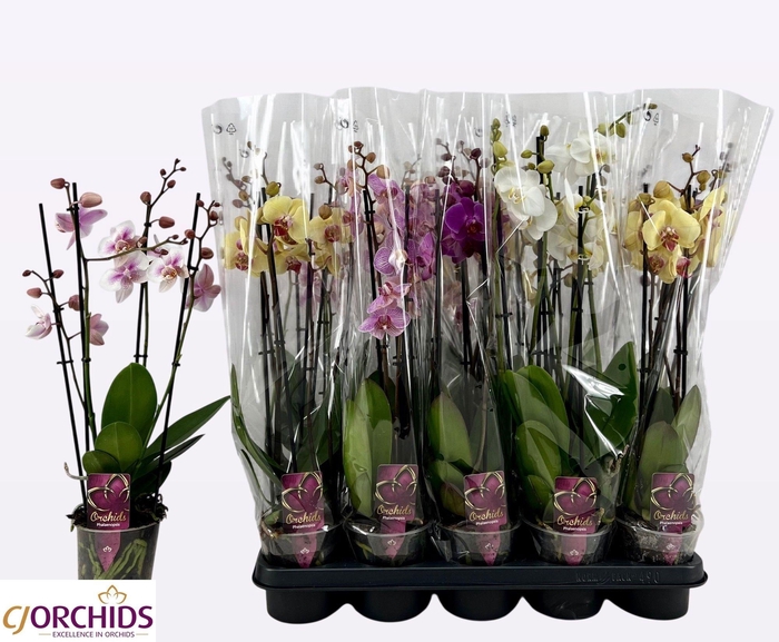 PHAL GEM