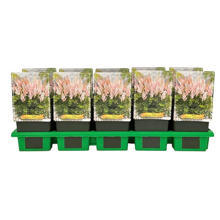 <h4>Astilbe</h4>