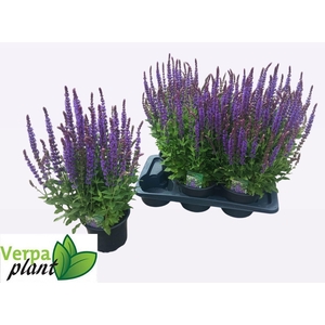 SALVIA NE OSTFRIESL