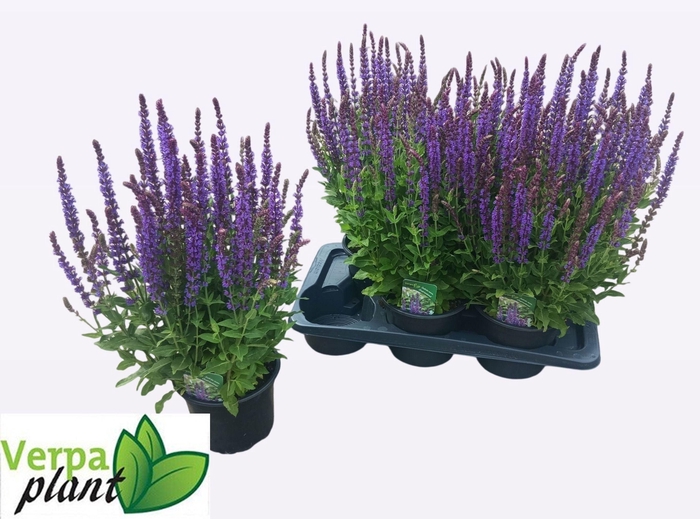 <h4>SALVIA NE OSTFRIESL</h4>