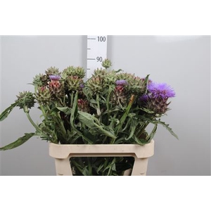 Cynara Cardunculus