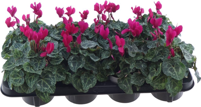 <h4>Cycl Per Kl Metis Decora</h4>