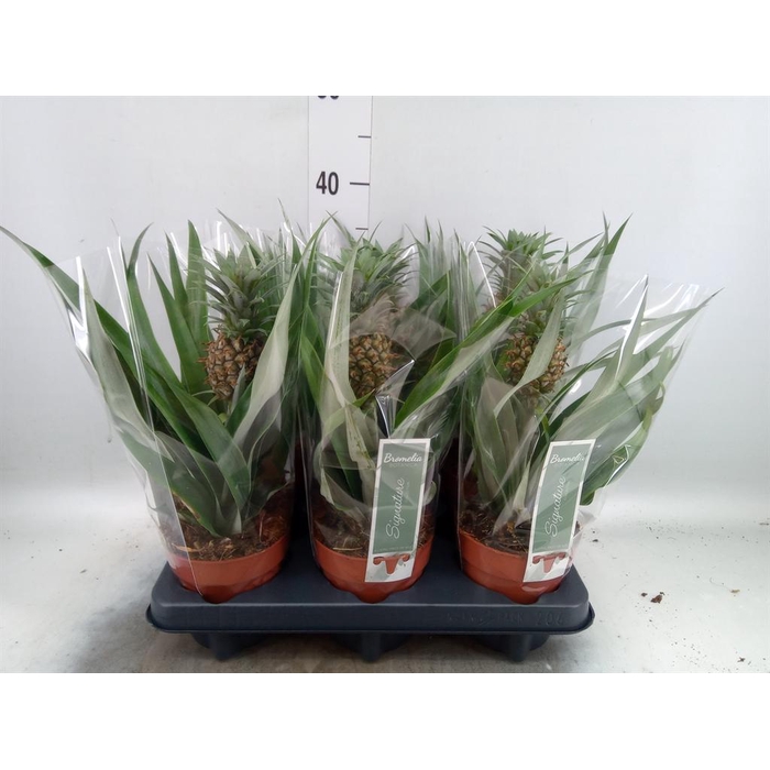 <h4>Ananas  'Rosita'</h4>