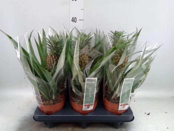 Ananas  'Rosita'