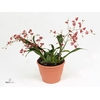 Oncidium  'Twinkle Red Fantasy'