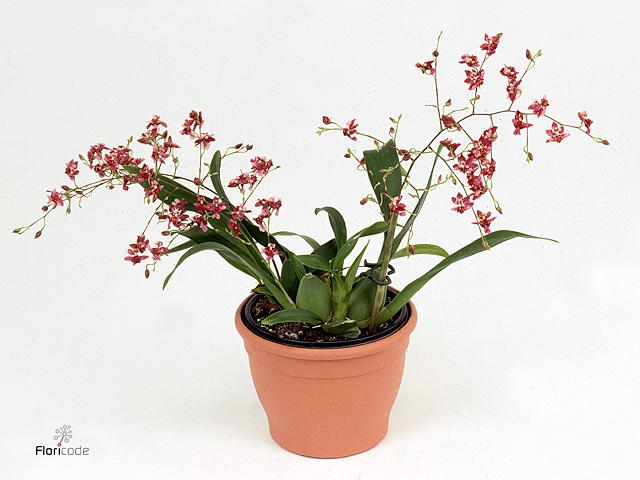 Oncidium  'Twinkle Red Fantasy'