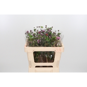 Anemone Cerise