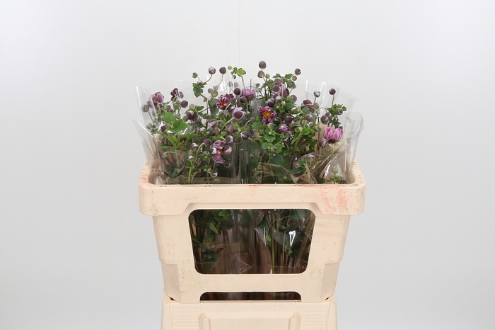 <h4>Anemone Cerise</h4>