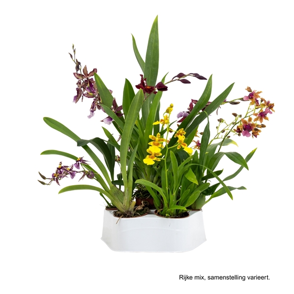 <h4>Inca Exclusive Orchid 5cm</h4>