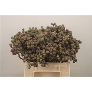 Euc Berry Clock Per Bunch