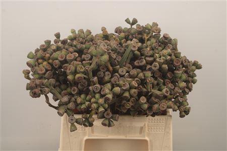 <h4>Euc Berry Clock Per Bunch</h4>