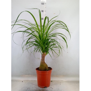 Beaucarnea recurvata