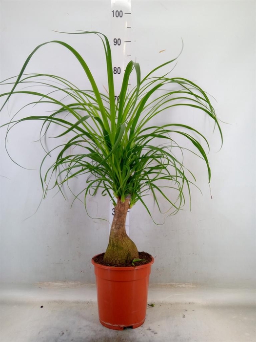 <h4>Beaucarnea recurvata</h4>