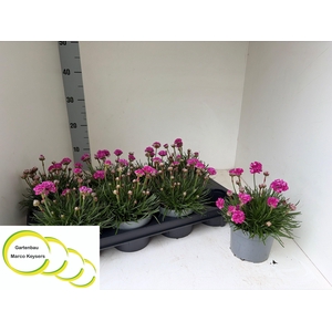 ARMERIA MARITIMA