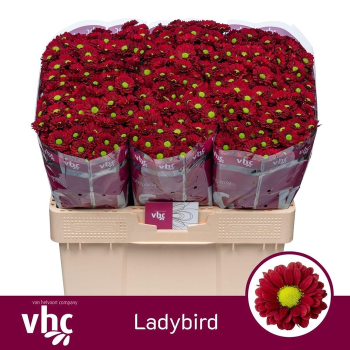 <h4>CHR S LADYBIRD</h4>