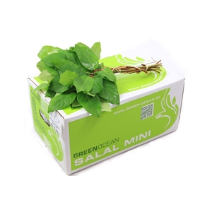 Salal Mini