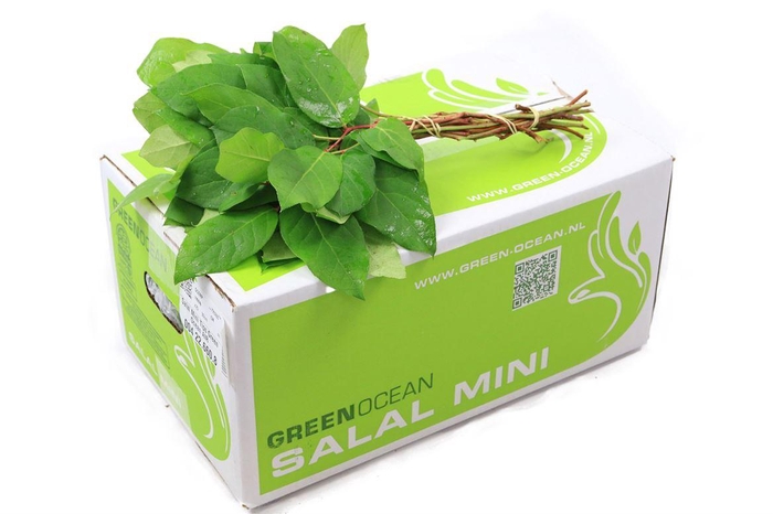 <h4>Salal Mini</h4>