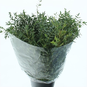 Euca Parvifolia 300gram