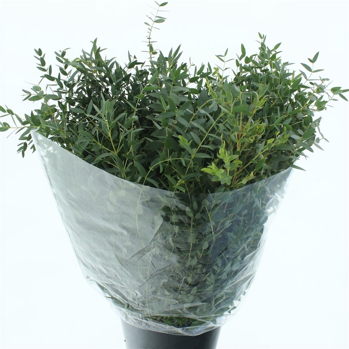 <h4>Euca Parvifolia 300gram</h4>